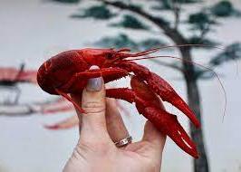 一只手握着一只红色的小龙虾.